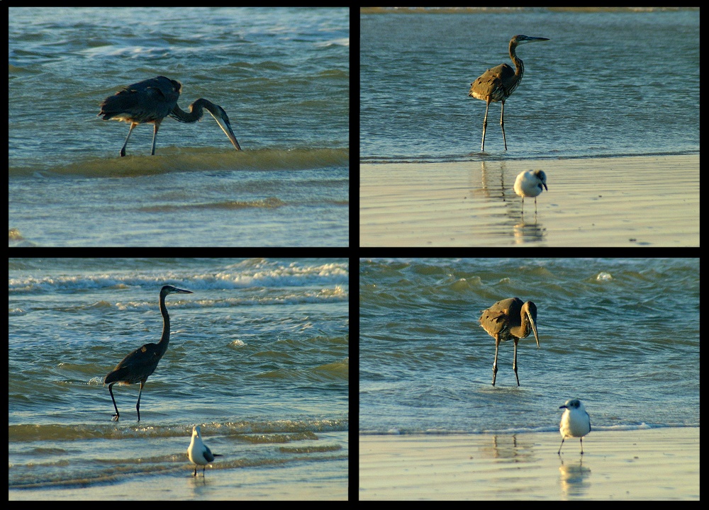 (39) heron montage.jpg   (1000x720)   334 Kb                                    Click to display next picture